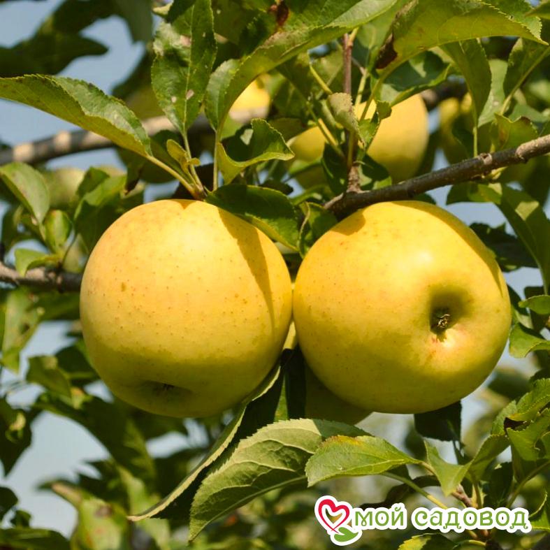 Голден Делишес