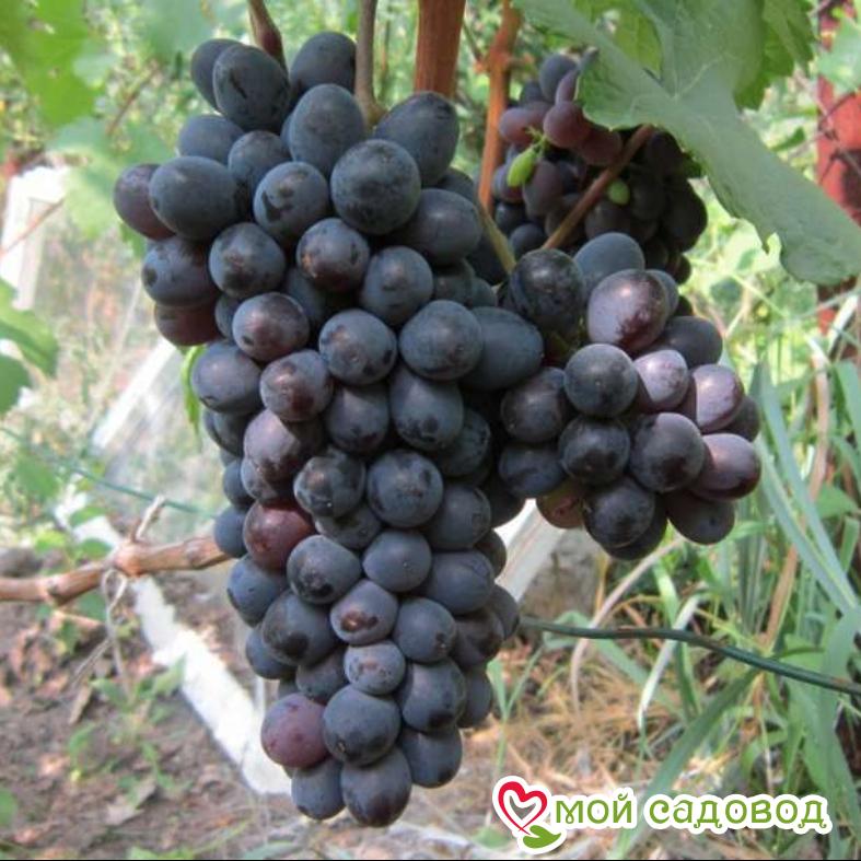 Виноград Рубиновый Магарача