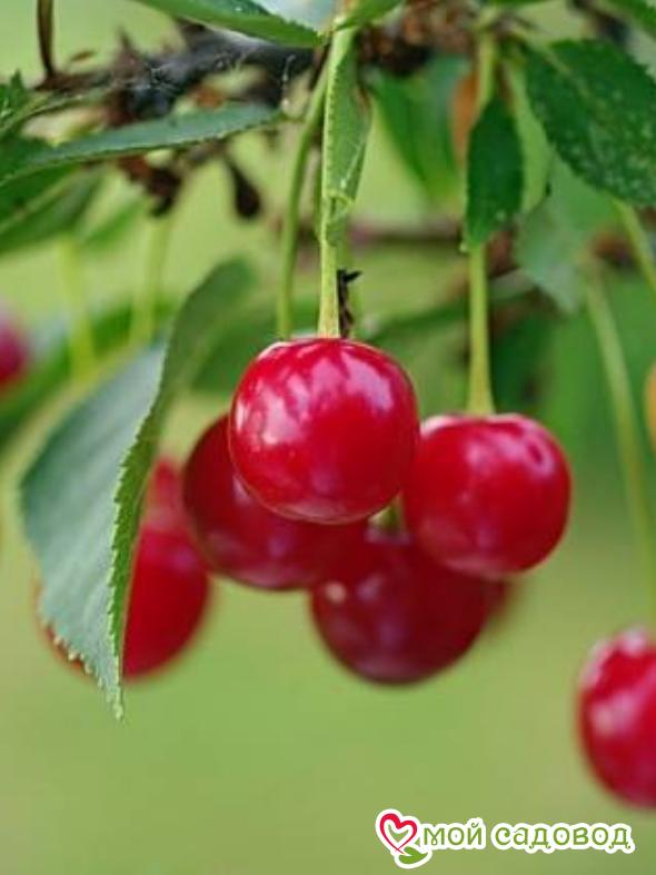 Вишня Бирюсинка