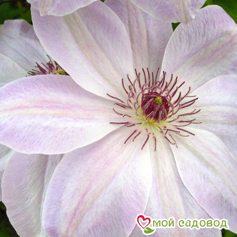 Клематис Дон (Dawn) ЗКС