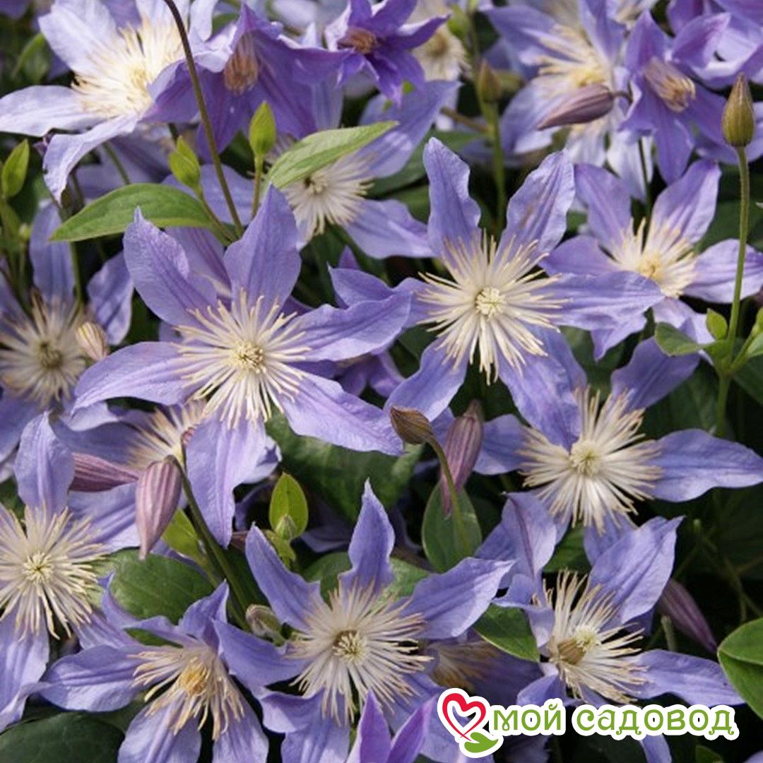 Клематис Блю Ривер ЗКС