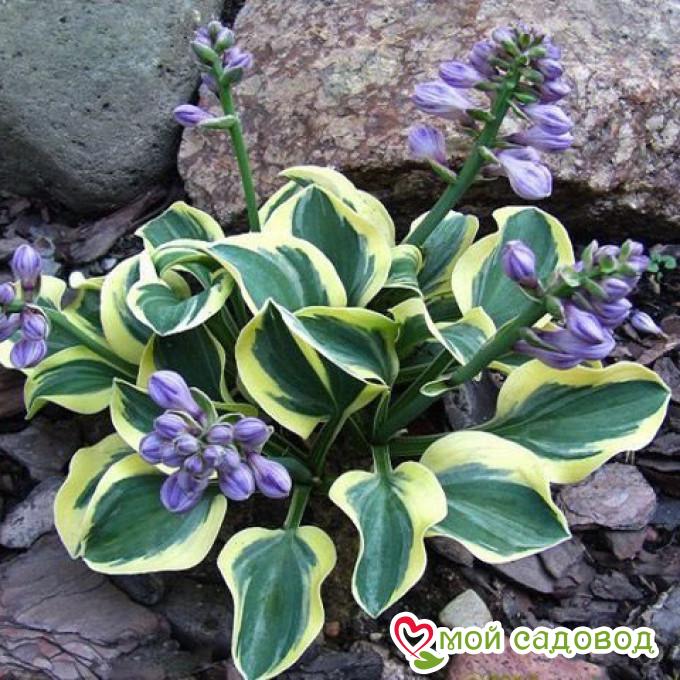 Хоста Лаки Маус