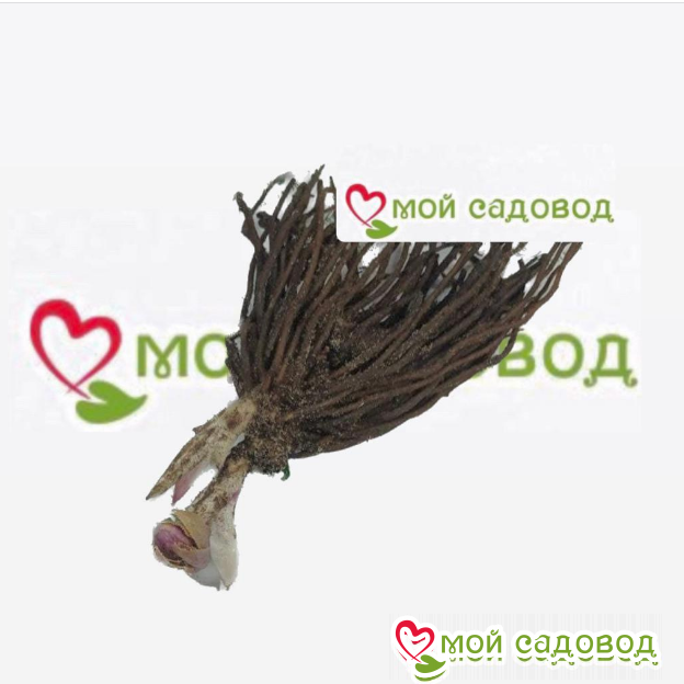 Морозник Сенсори